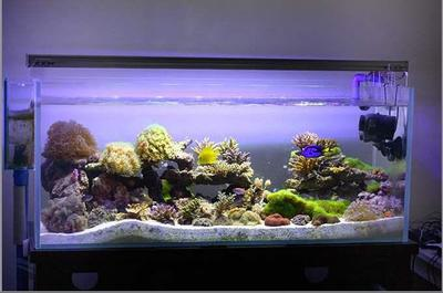 耐養小金龍觀賞魚，新手入門與飼養指南，新手必看，耐養小金龍觀賞魚入門飼養全指南