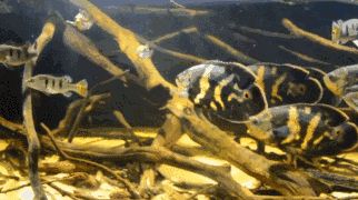 紅龍魚原產地水質解析，揭秘熱帶雨林中的生命之源，紅龍魚故鄉，熱帶雨林水質生態全揭秘