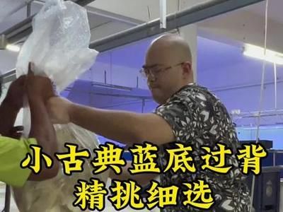 1斤左右的甲魚多少錢一只？市場(chǎng)價(jià)格、選購(gòu)技巧與養(yǎng)殖前景全解析，1斤左右甲魚價(jià)格解析，市場(chǎng)行情、選購(gòu)指南與養(yǎng)殖前景