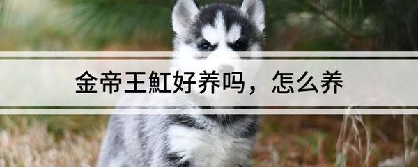 龍魚眼睛突出有白膜怎么辦呢：龍魚眼睛突出有白膜怎么辦