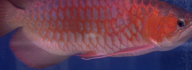 龍魚掉眼癥的原因與治療方法，龍魚掉眼癥的成因及有效治療措施