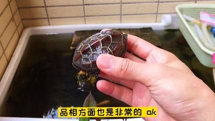 龍魚專用燈哪個牌子好用點？2023年頂級品牌全面評測，2023年龍魚燈品牌評測，頂級品牌性能對比與選購指南
