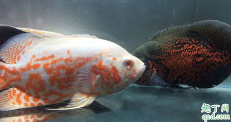 龍魚是龍魚嗎圖片大全：龍魚之辨，探尋龍魚是龍魚嗎背后的真相與奧秘