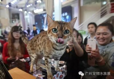 怎樣畫金龍魚的魚鱗：怎樣畫金龍魚，從基礎勾勒到色彩點睛，繪就靈動水中精靈