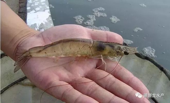 財神魚水溫多少度合適？科學飼養指南，財神魚最佳水溫控制與科學飼養全攻略