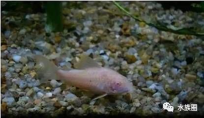 魚缸里養魚的寓意，從觀賞到心靈的棲息地，魚缸養魚，從觀賞之美到心靈棲居的寓意
