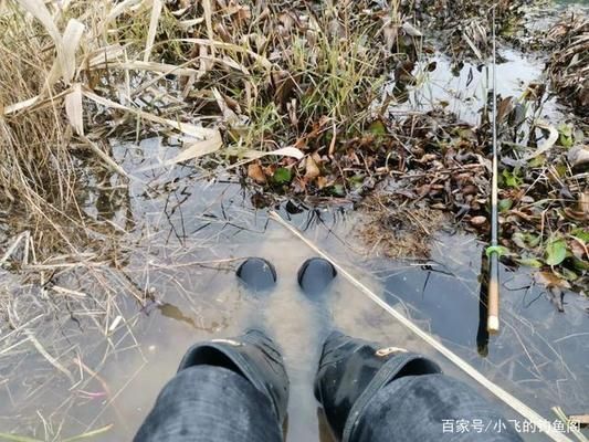 白色金龍魚擺件的寓意解析，吉祥、財富與風水象征，白色金龍魚擺件的吉祥寓意與風水象征解析