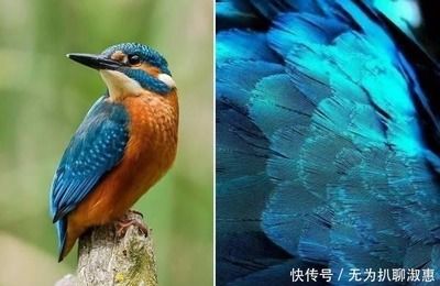 怎么養(yǎng)曼龍魚視頻：怎么養(yǎng)曼龍魚，打造溫馨水族家園的秘訣