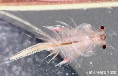 龍魚最大多大能繁殖后代：探秘龍魚，最大體型與繁殖之秘