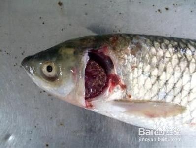 龍魚能養多長時間不死：探秘龍魚壽命，究竟能養多長？