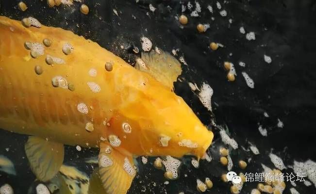 龍魚如何繁殖后代，詳細視頻指南，龍魚繁殖全攻略，詳細視頻指南