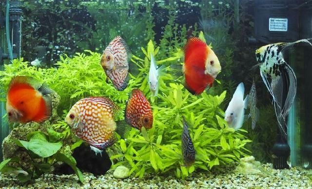 一個(gè)魚缸里養(yǎng)銀龍魚好嗎？全面解析飼養(yǎng)銀龍魚的利與弊，銀龍魚適合養(yǎng)在魚缸里嗎？全面分析飼養(yǎng)利弊
