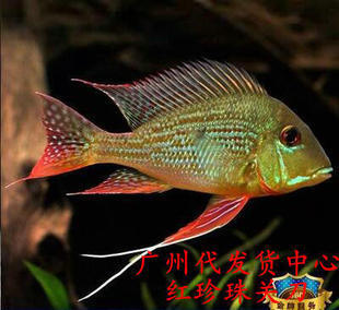 龍魚與蝴蝶鯉混養全攻略，從選魚到日常管理的視頻指南，龍魚與蝴蝶鯉混養全攻略，選魚技巧與日常管理視頻指南