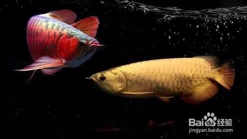 龍魚如何開口，如何讓龍魚開口