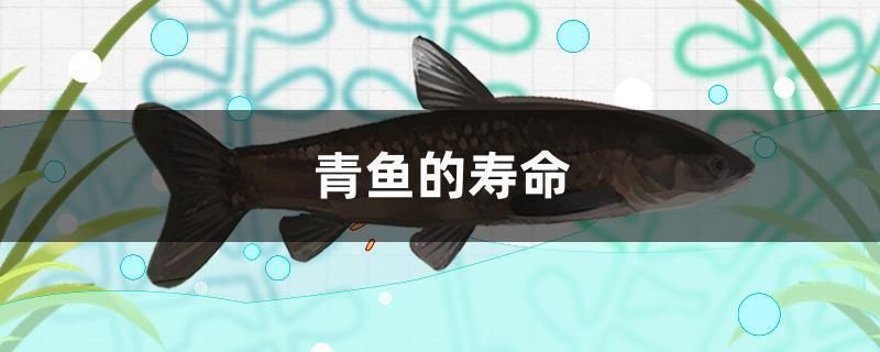 青龍魚的壽命是多少年啊，青龍魚的壽命受到多種因素影響青龍魚的壽命受到多種因素影響