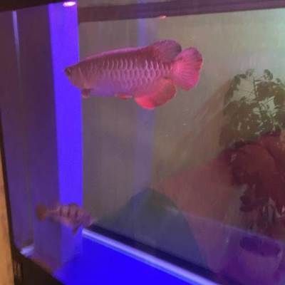 金龍魚老總是哪里人的，金龍魚的老總是哪里人，他是馬來西亞籍的華人，也是郭鶴年先生