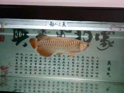 金龍魚老總是哪里人的，金龍魚的老總是哪里人，他是馬來西亞籍的華人，也是郭鶴年先生