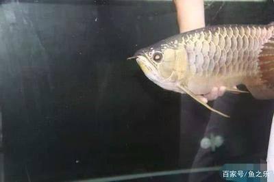 龍魚掉眼最簡單的恢復，龍魚掉眼怎么辦