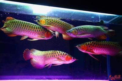龍魚 筒燈，如何選擇適合的龍魚筒燈