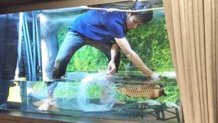 金龍魚好賣嗎值得買嗎多少錢