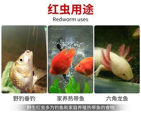 龍魚吃紅蟲可以嗎，如何自制龍魚紅蟲飼料，龍魚消化不良的預防措施