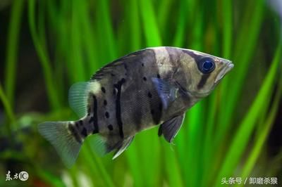 龍魚混養風水說法圖解，龍魚混養的風水禁忌解析龍魚混養風水禁忌解析