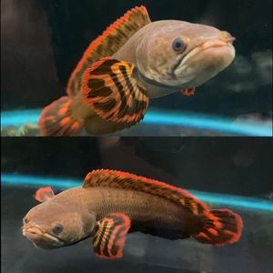 雷龍魚品種價格大全，各種雷龍魚品種價格范圍