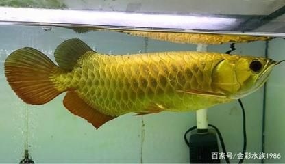 龍魚該怎么養(yǎng)才能長大，養(yǎng)殖龍魚的方法，龍魚缸內(nèi)裝飾品選擇技巧，龍魚光照需求及管理方法