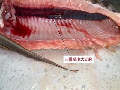 賽級金龍魚，賽級金龍魚的養殖條件、飲食要求以及如何辨別金龍魚血統純正