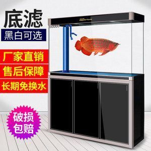 賽級金龍魚，賽級金龍魚的養殖條件、飲食要求以及如何辨別金龍魚血統純正