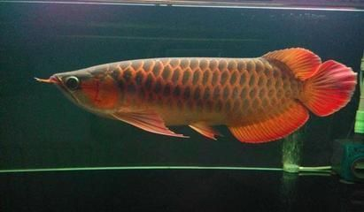 紅龍魚壽命多長最好，