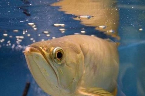 龍魚喂顆粒，龍魚可以喂食顆粒飼料，但需要注意選擇高質量的產品
