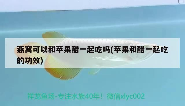 深圳最大賣金龍魚市場，深圳最大的金龍魚市場