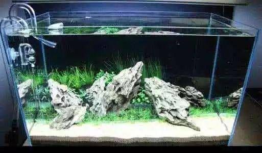 龍魚缸鋪石頭還是裸缸好呢（龍魚缸選石材質地指南,如何清潔魚缸內石頭）