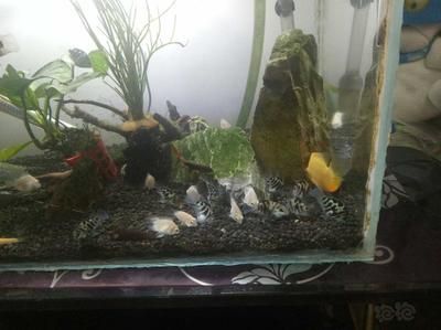 龍魚缸鋪石頭還是裸缸好呢（龍魚缸選石材質地指南,如何清潔魚缸內石頭）