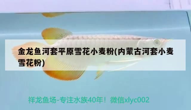 怎么減小魚缸氣泵的噪音（魚缸上濾消除噪音妙招）