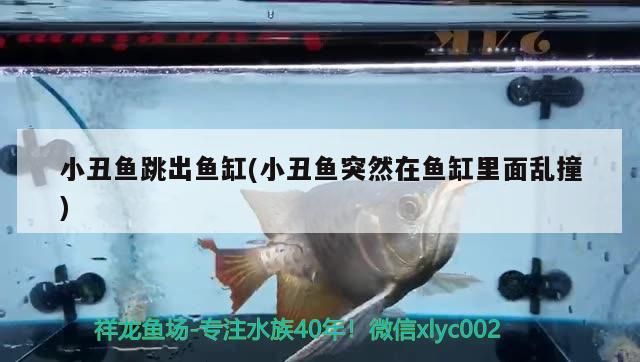 怎么減小魚缸氣泵的噪音（魚缸上濾消除噪音妙招）