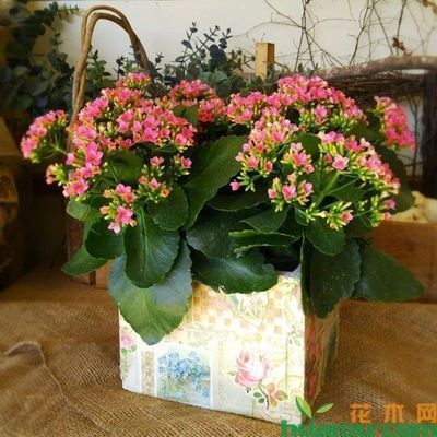 金龍魚和長壽花那個好養(yǎng)，金龍魚和長壽花冬季如何養(yǎng)護金龍魚水質(zhì)處理技巧