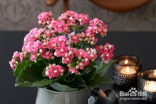 金龍魚和長壽花那個好養(yǎng)，金龍魚和長壽花冬季如何養(yǎng)護金龍魚水質(zhì)處理技巧