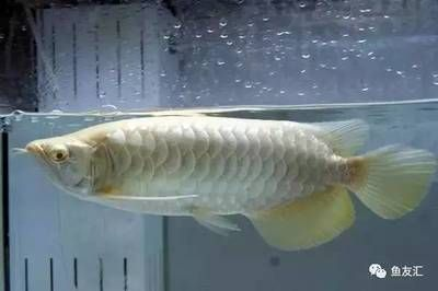 龍魚怎么看品相好壞啊，如何挑選健康活潑的龍魚？ 龍魚怎么看品相好壞啊，如何挑選健康活潑的龍魚？ 龍魚百科 第5張