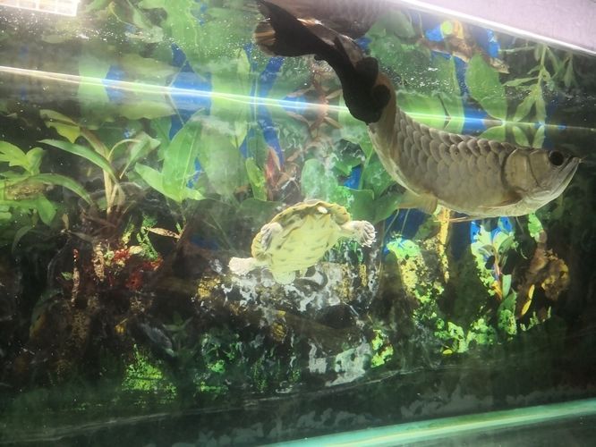 龍魚會不會吃清道夫的魚苗，龍魚會吃清道夫的魚苗嗎？ 龍魚會不會吃清道夫的魚苗，龍魚會吃清道夫的魚苗嗎？ 龍魚百科 第1張