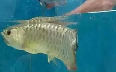 金龍魚幼苗價格多少（金龍魚幼苗的價格因品種、大小、健康狀況、購買地點等因素而異）