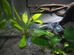 迷你龍魚體型最小的龍魚多大可以繁殖，迷你龍魚的繁殖條件與年齡需求