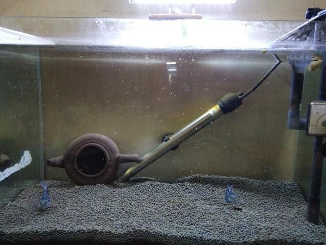 迷你龍魚體型最小的龍魚多大可以繁殖，迷你龍魚的繁殖條件與年齡需求