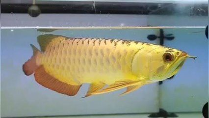 南寧觀賞魚市場有沒有金龍魚，南寧觀賞魚市場是否有金龍魚供應