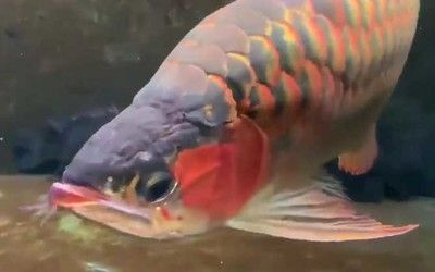 南寧觀賞魚市場有沒有金龍魚，南寧觀賞魚市場是否有金龍魚供應