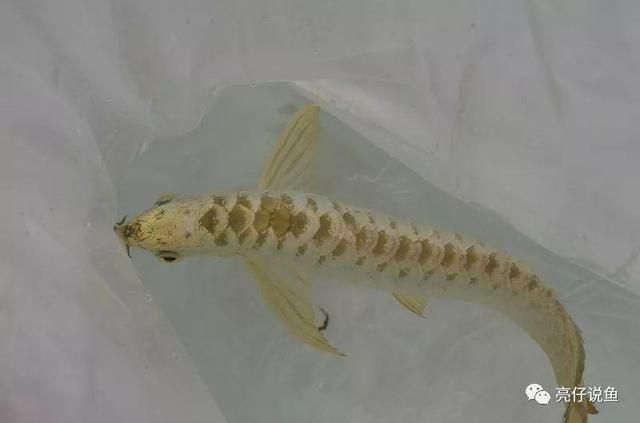 龍魚分類價格表，2024年各種龍魚價格范圍