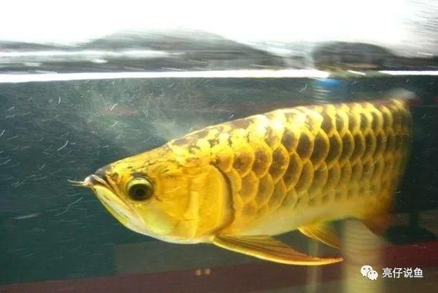 龍魚分類價格表，2024年各種龍魚價格范圍