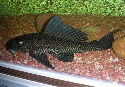 龍魚飼料魚,蝦虎魚能混養嗎為什么不吃魚：龍魚和蝦虎魚在混養上是有可能的，但需要注意上述條件和風險