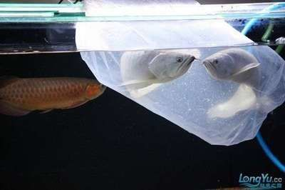 龍魚新入缸注意什么，新入缸的龍魚需要特別的照顧才能順利適應新環境